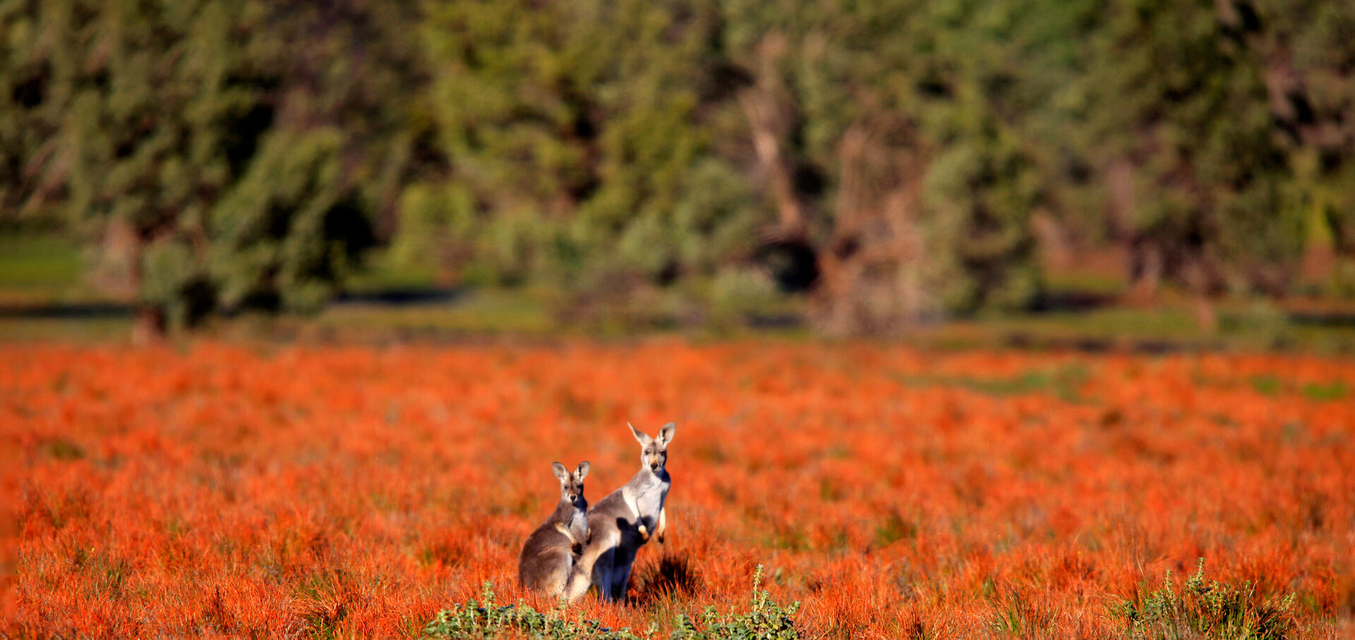 Kanagroos in the Flinders Ranges