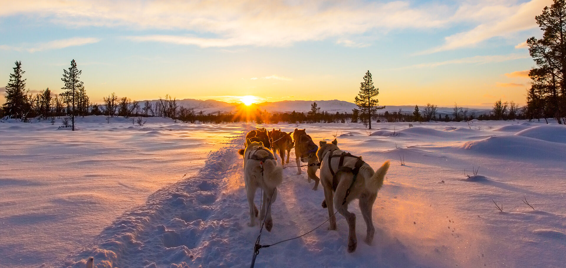 Sled dogs in Greenland