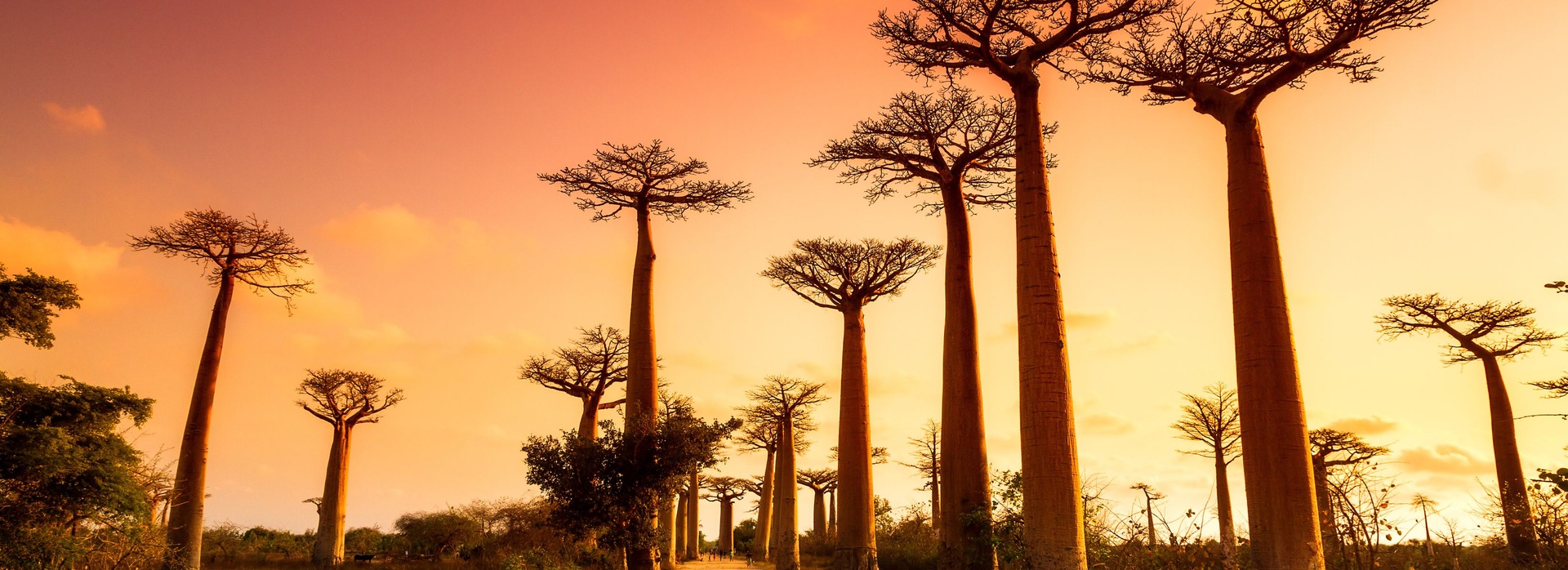 Boabab Trees, Madagascar