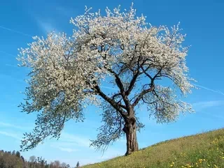 WebP Image Test